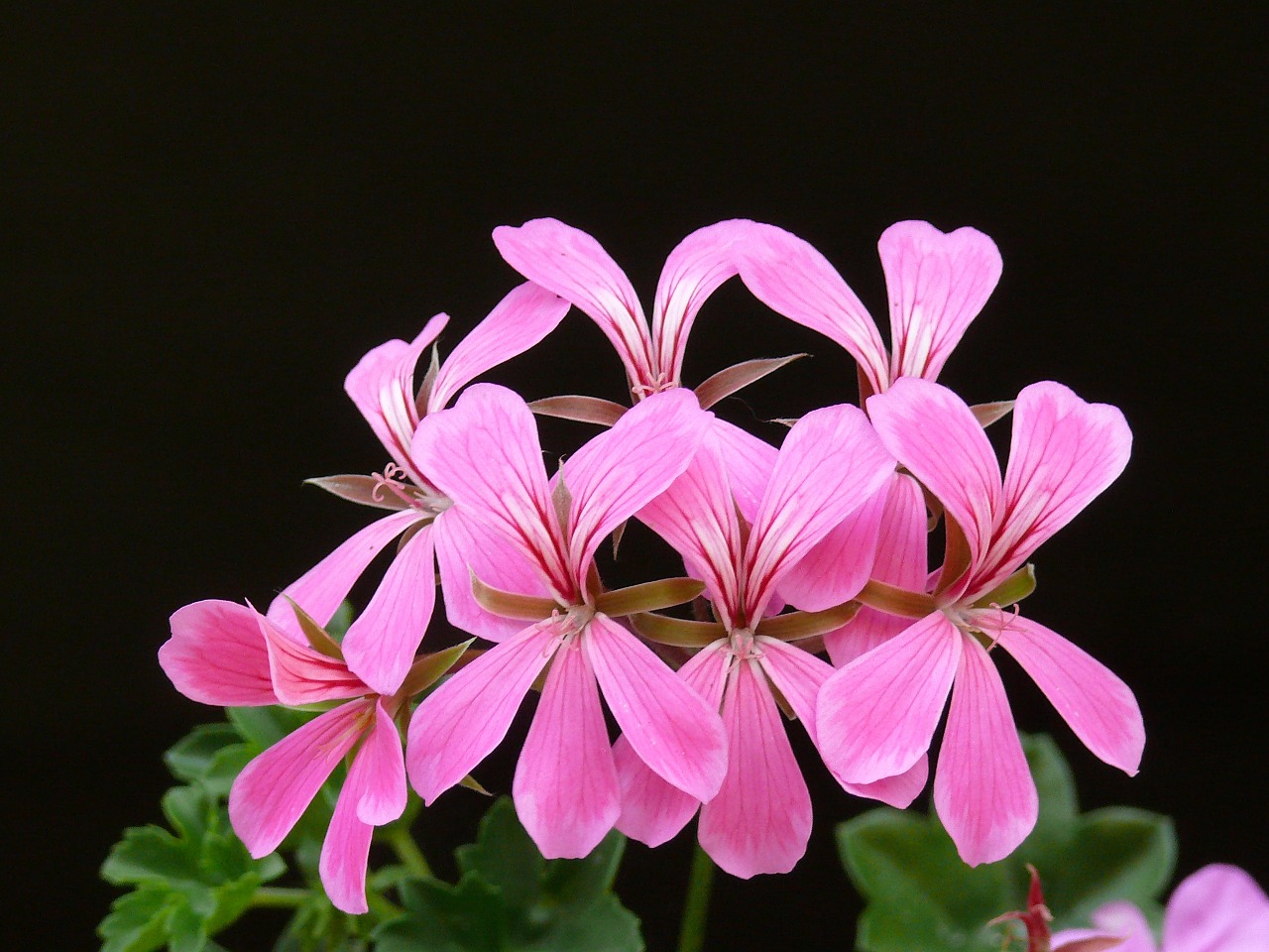 fototapeta pelargonie
